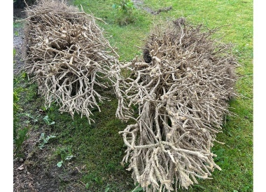 Buchsbaumzünsler entsorgen (380x274)