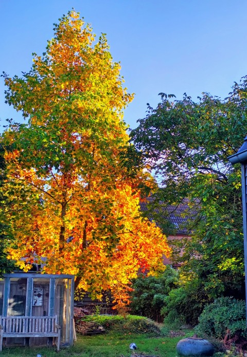 Herbstlaub für Website (1140 x 1650 px)