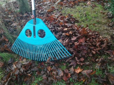 Damit Sie nicht auf Ihrem Laub sitzen bleiben Hund auf Laubhaufen