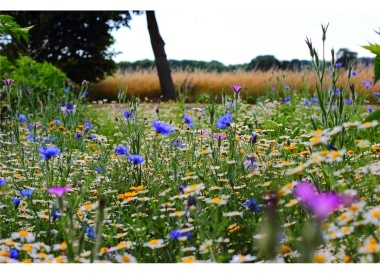 5. Juni ist Weltumwelttag