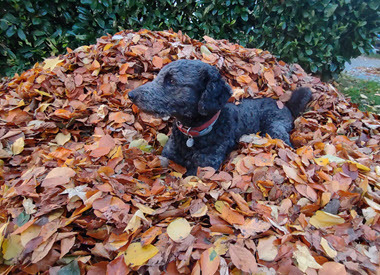 Laubsammlungen + Schredderaktionen