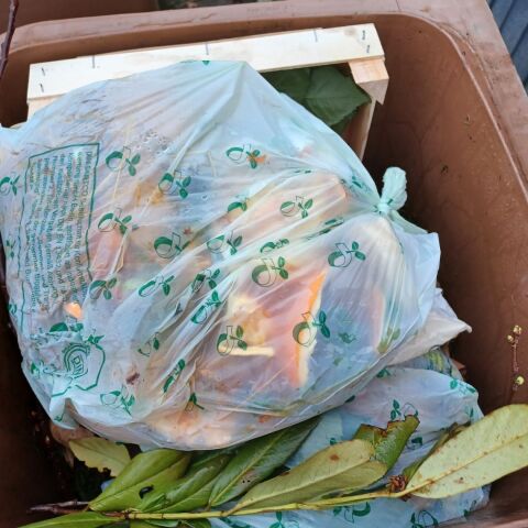 Bioplastiktüte in der Biotonne